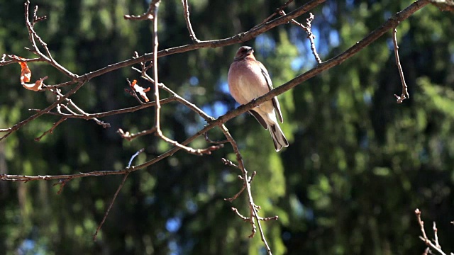森林里的冷杉上的鸟视频素材