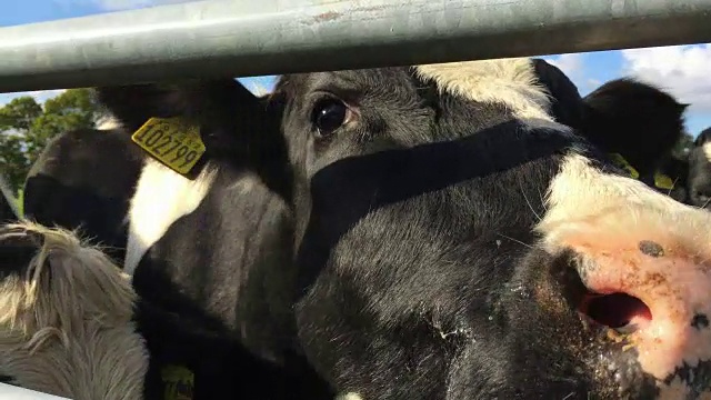 小奶牛舔着农场的铁门视频下载