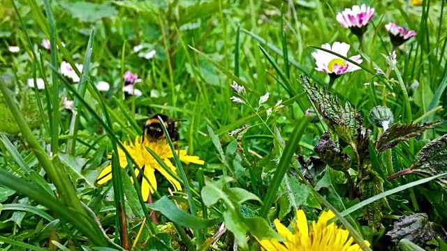 大黄蜂在采集花粉，特写视频素材