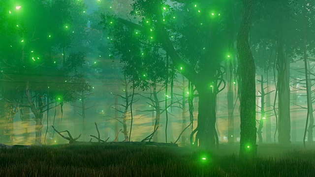 迷雾之夜的魔法森林视频素材