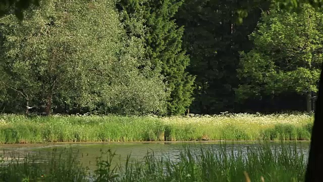 森林池塘在一个晴朗的日子视频素材