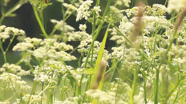阳光明媚的日子里的野花视频素材