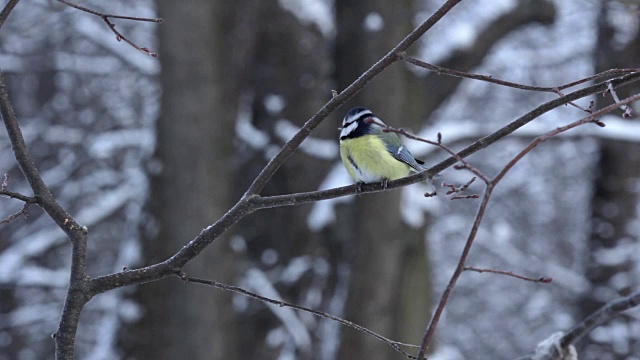 冬天森林里的冷杉上的鸟视频素材