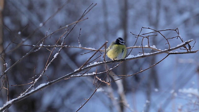 冬天森林里的冷杉上的鸟视频素材