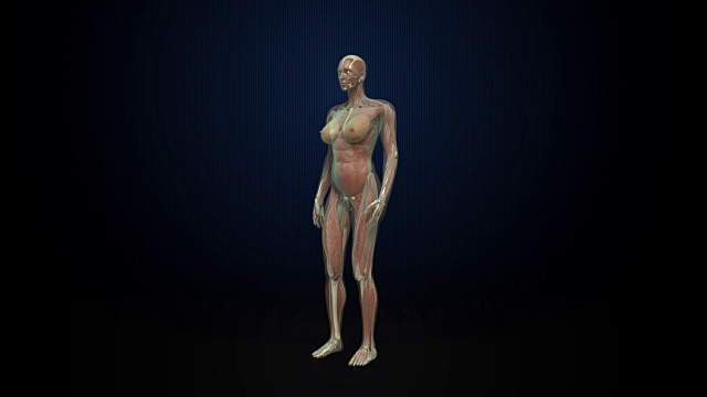 旋转女性肌肉，血液系统，蓝色x光。视频素材