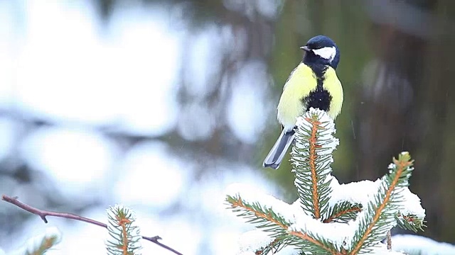 冬季森林中杉木上的山雀视频素材