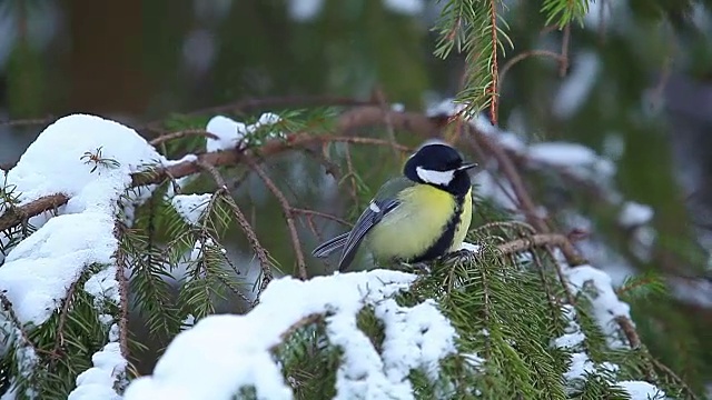 冬季森林中杉木上的山雀视频素材