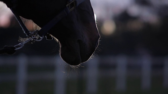 靠近:当马深呼吸的时候，温暖的蒸汽从马的鼻孔里冒出来视频素材