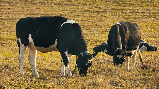 奶牛在田间/奶牛农场/放牧奶牛视频下载