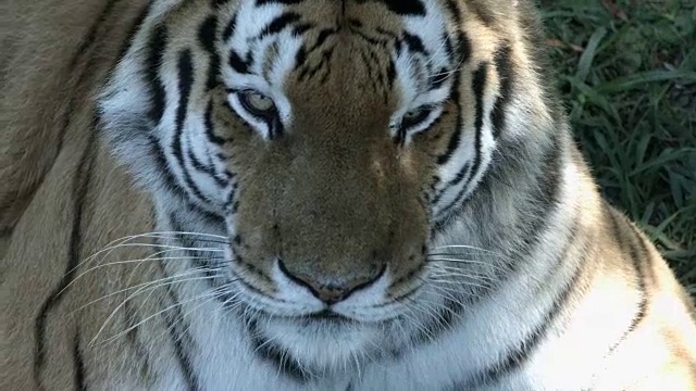 特写老虎的脸和舌头。视频素材