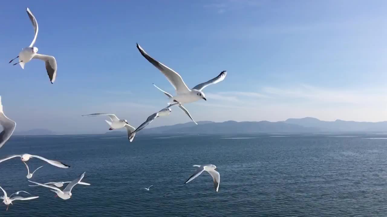 海鸥飞行的慢动作视频素材