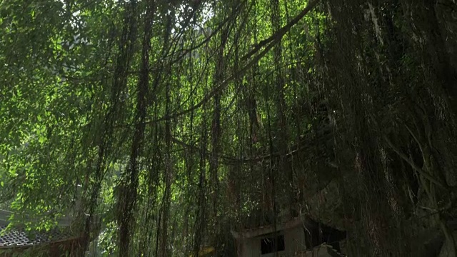 越南榕树下的小宝塔视频下载
