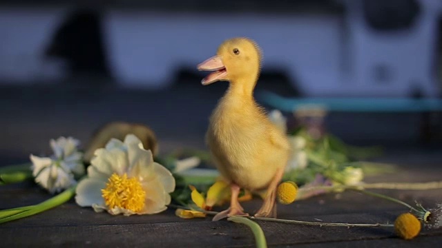 可爱的家鸭在绿草如茵的户外散步视频下载