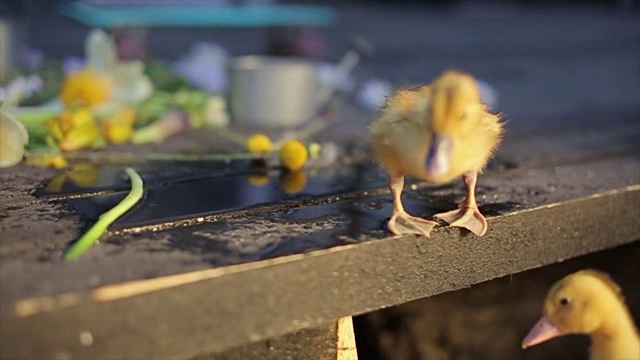 可爱的黄色小鸭子在水滴下玩耍视频下载