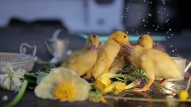 可爱的家鸭在水珠下的绿草地上散步视频下载