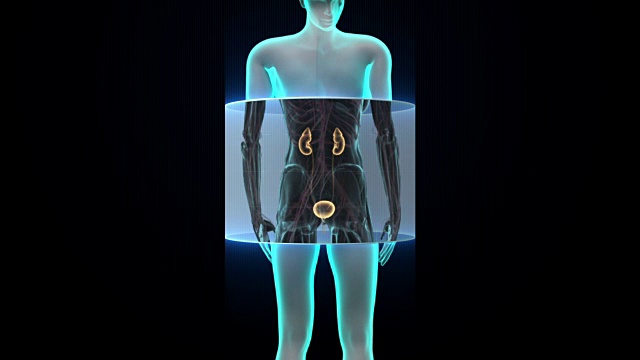 扫描女性肾脏。x射线的观点。视频素材