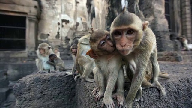 泰国华富里，自由猴子之城视频素材