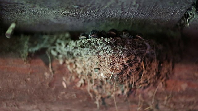 巢内黄喙雏鸟视频素材