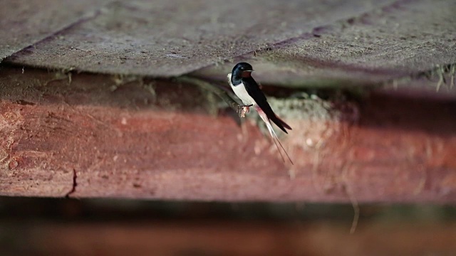 燕子在巢里喂雏鸟视频下载