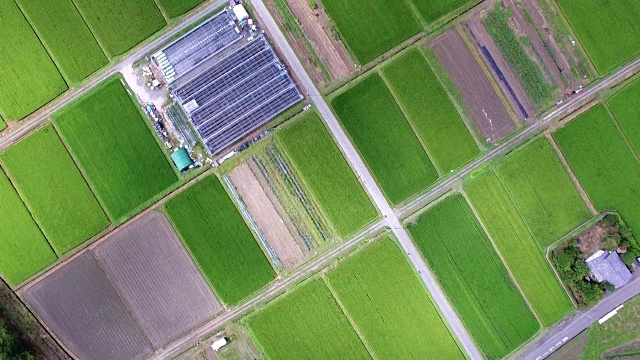 无人机拍摄的稻田在夏天视频下载