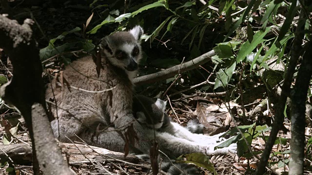 小环尾狐猴坐在妈妈的腿上。视频下载