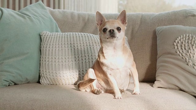 吉娃娃坐在沙发上的慢动作肖像视频素材
