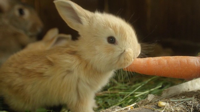 特写:甜美蓬松的浅棕色小兔子正在吃新鲜的大胡萝卜视频下载