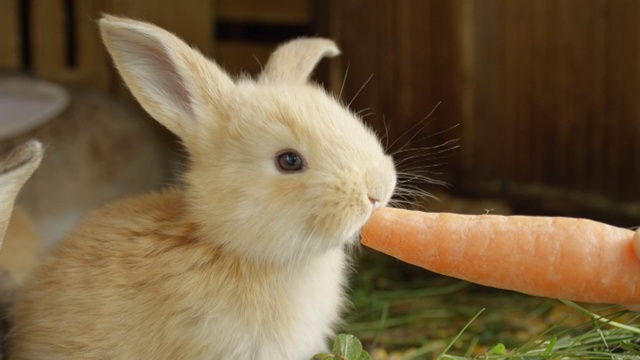 特写:可爱的毛茸茸的浅棕色小兔子正在吃新鲜的大胡萝卜视频素材