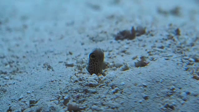 沙鳗视频素材