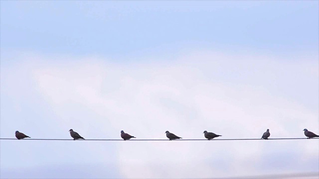 乌鸦在电线上鸟视频下载