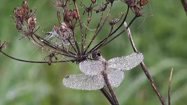 露水覆盖着干枯植物上的蜻蜓视频素材