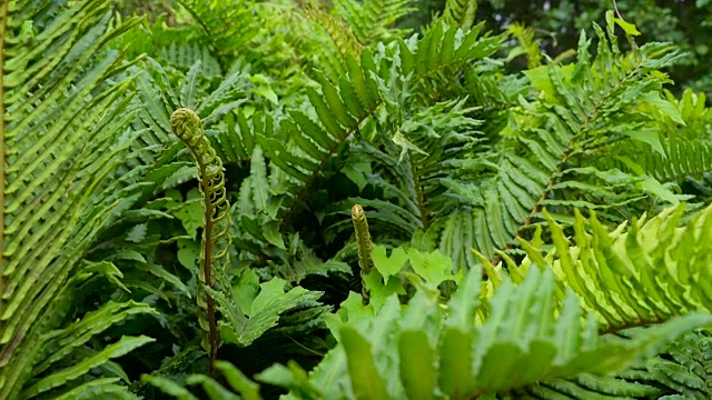 爱尔兰的一种长着绿色花朵的蕨类植物视频下载