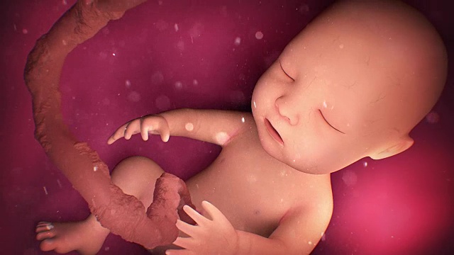 母亲子宫里的人类婴儿视频素材