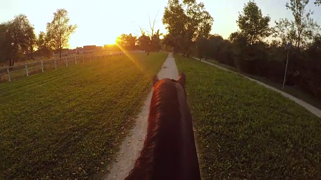 在大自然中骑着令人惊叹的黑褐色的马进入金色的夕阳视频下载