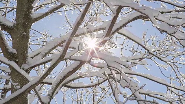 特写:在阳光明媚的冬日，从树上飘落的闪闪发光的雪花视频素材