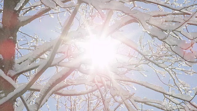 特写:在阳光明媚的冬日，闪闪发光的雪花从树枝上飘落视频素材