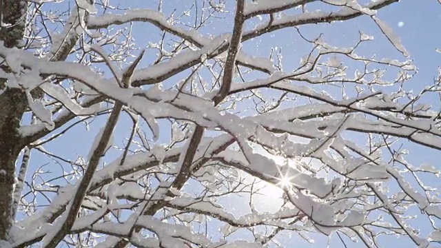 近距离观察:在湛蓝的天空下，晶莹的雪花从树上飘落视频素材