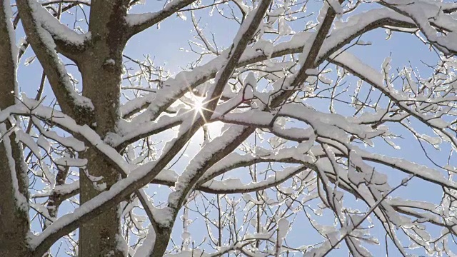特写:晶莹的雪花从树上飘落，映衬着晴朗的蓝天视频素材