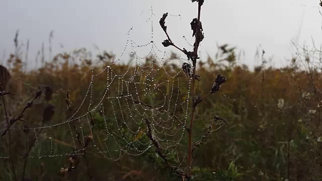 清晨的蜘蛛网上有露珠。视频下载