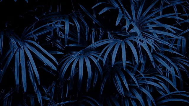 丛林植物在夜晚摇曳视频素材