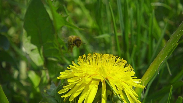 一只蜜蜂从蒲公英上采集花蜜，然后飞走了，慢镜头视频素材