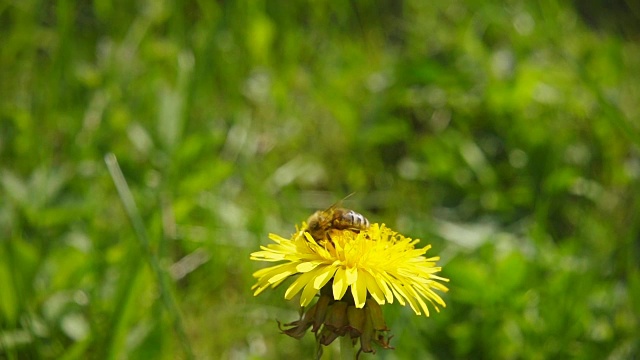 一只蜜蜂从蒲公英上采集花蜜，然后飞走了，慢镜头视频素材