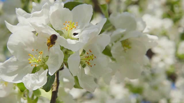 花 花粉 蜜蜂 苹果视频素材下载 正版视频vcg42n Vcg Com
