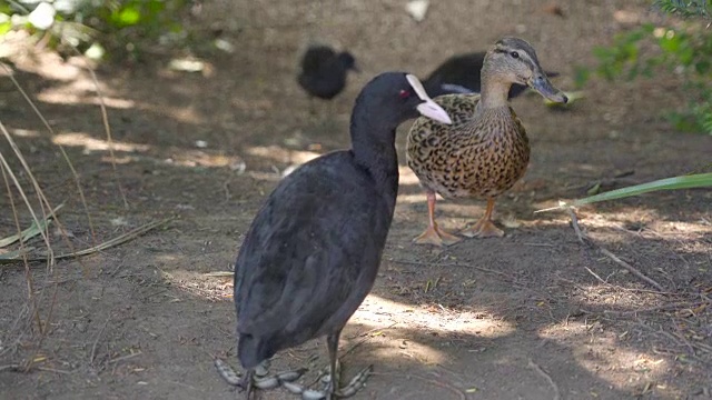 一只黑色的白骨顶和一只棕色的鸭子在地上走视频下载
