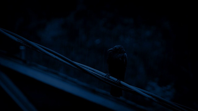 夜雨中钢丝上的鸟视频下载