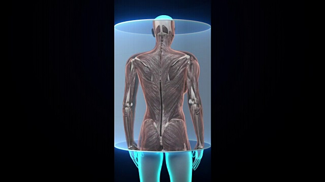 女性身体扫描人体肌肉，血液系统。x射线图像。视频素材
