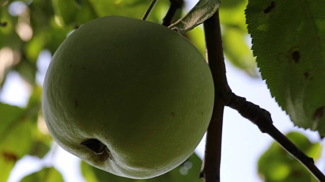 青苹果挂在树枝上视频素材