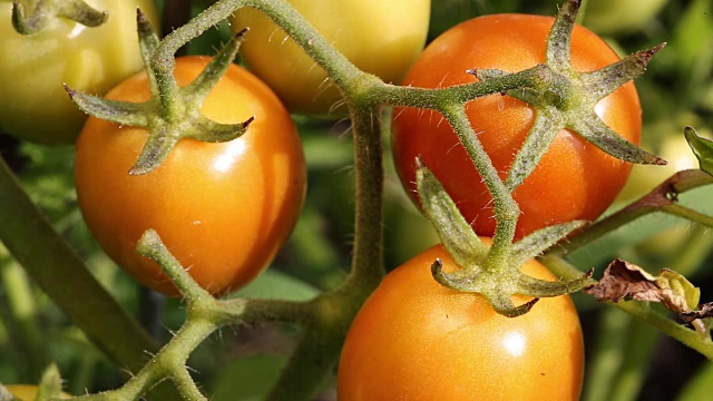 西红柿在树枝上成熟视频素材