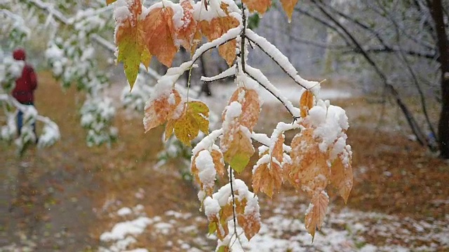 慢镜头里，雪花从公园里被雪覆盖的树枝上飘落下来视频下载