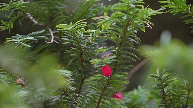 花园中红豆杉的小红花视频下载